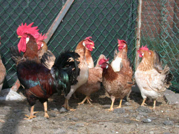 Modenese cock and hens