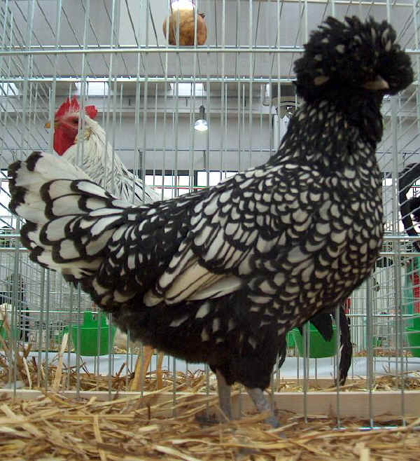 Silver Laced Padovana hen