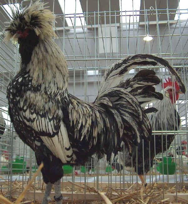 Silver Laced Padovana cock
