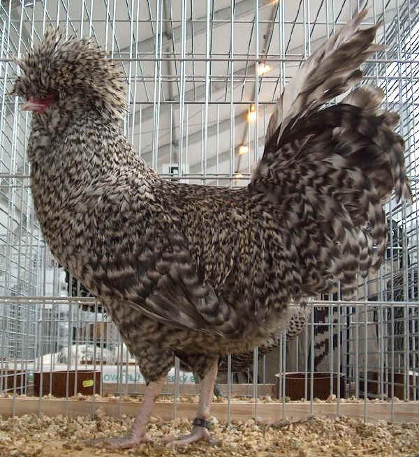 Cockoo Padovana cock