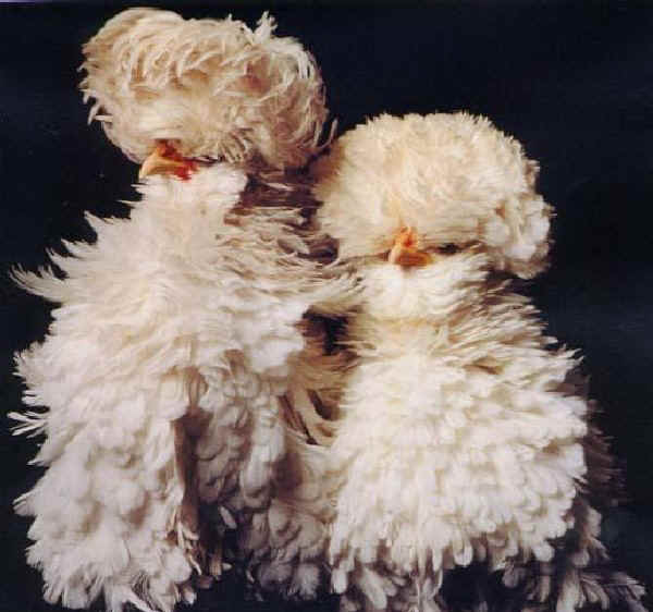 Italian Chicken Breeds