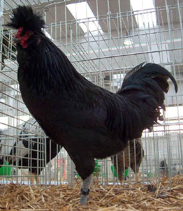Black Polverara cock