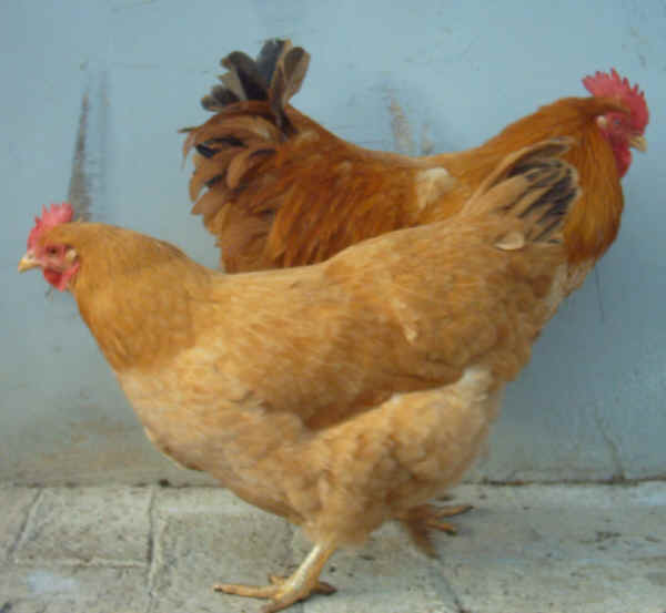 Robusta Lionata hen and cock