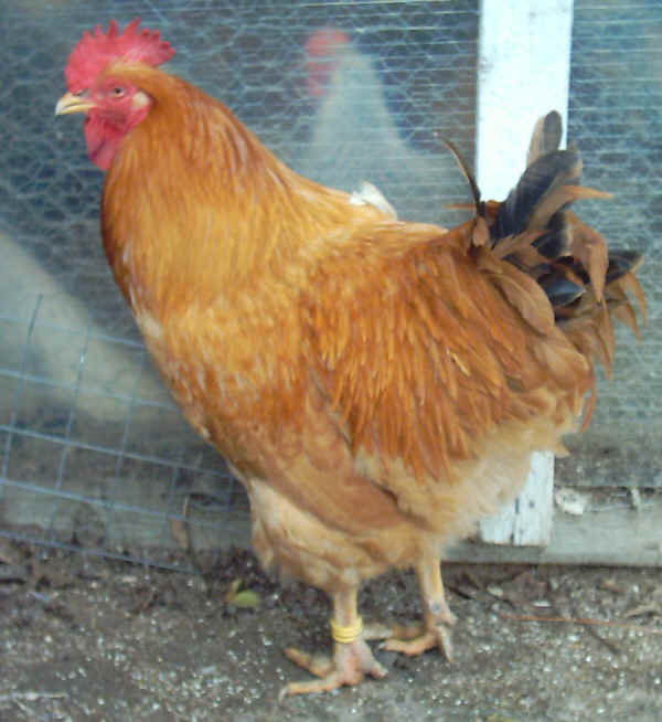 Robusta Lionata cock