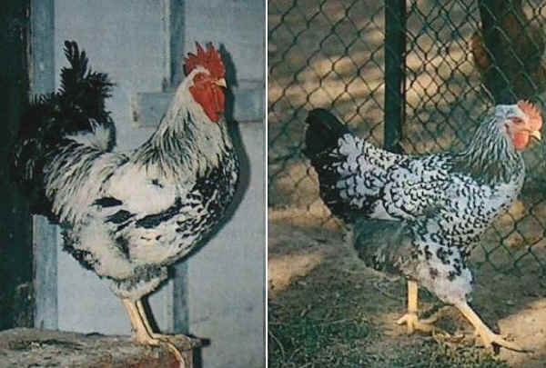 Robusta Maculata cock and hen