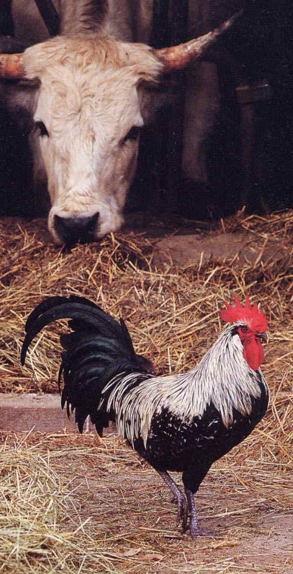 Romagnola cock