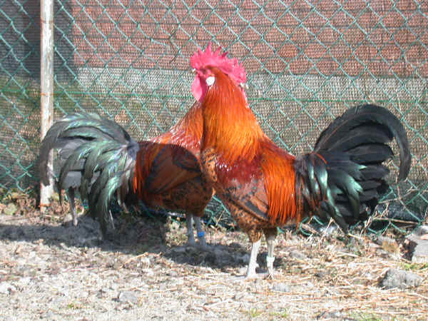 chicken breeds images. Italian chicken breeds: