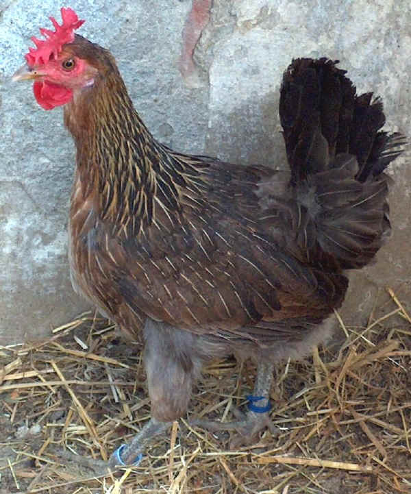 Black Red Siciliana hen 
