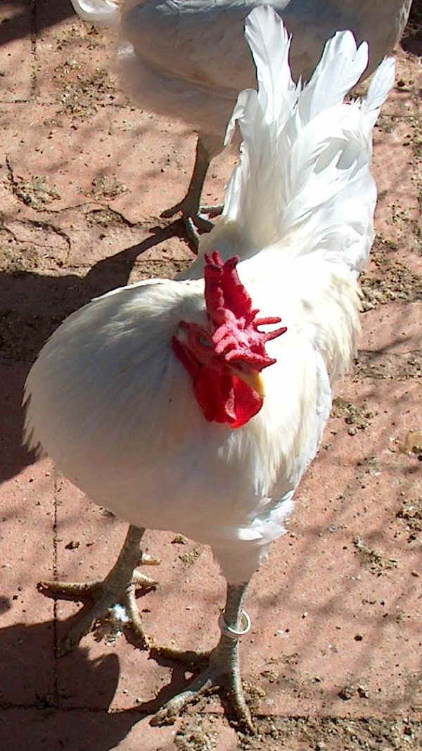 White Siciliana cock