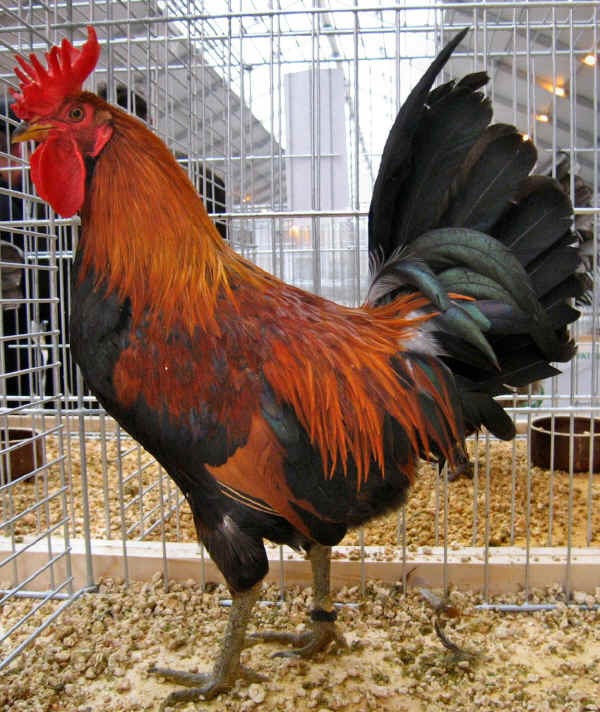 Black Red Sicilana cock