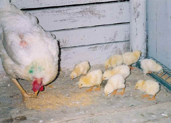 Valdarnese hen with chicks