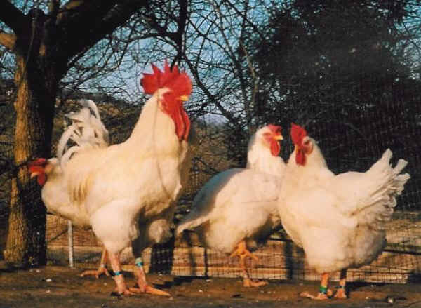 Valdarnese cock and hens
