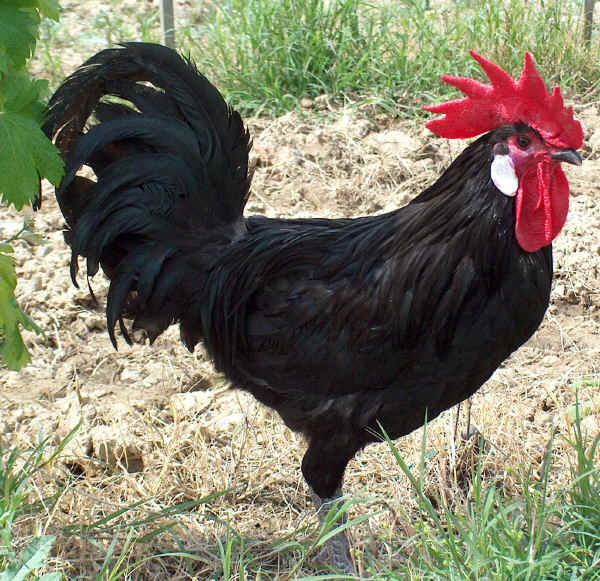 Valdarno cock