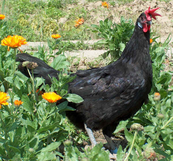 Valdarno hen