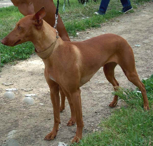 Cirneco of Etna - Sicilian hound