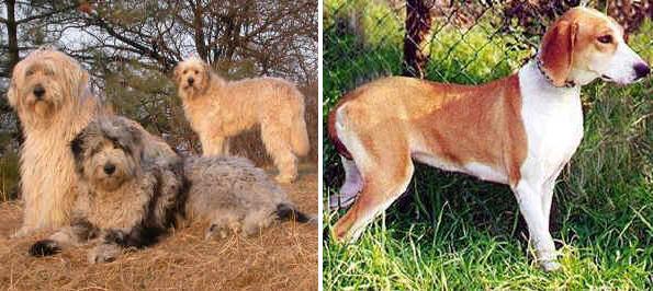 Italian breeds of dogs