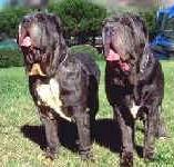 Neapolitan Mastiff