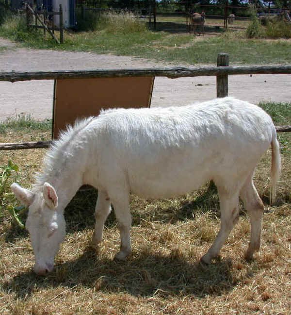 The Donkey of Asinara