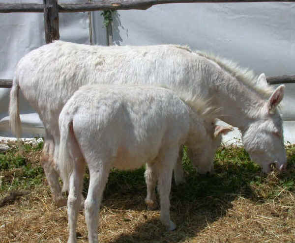 The Donkey of Asinara