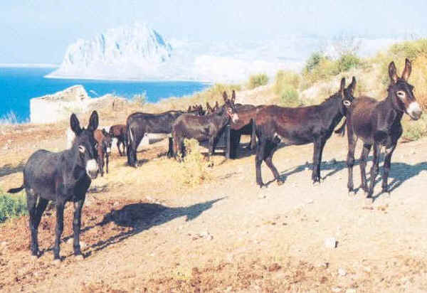 donkey drinking water