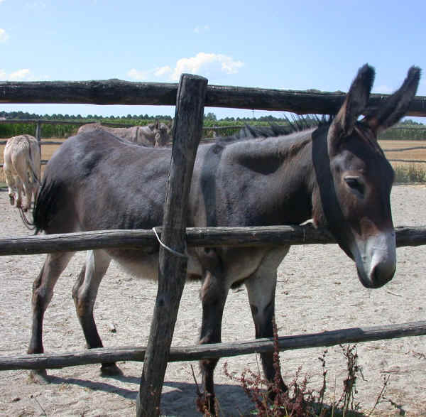 Romagnolo Donkey