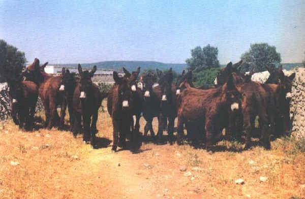 Martina Franca donkey