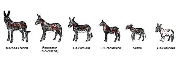 Italians breeds of donkeys