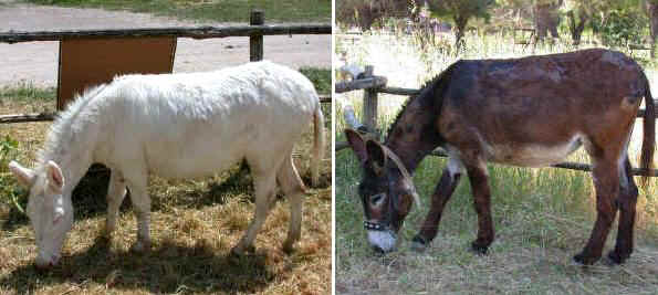 Italian breeds of donkeys