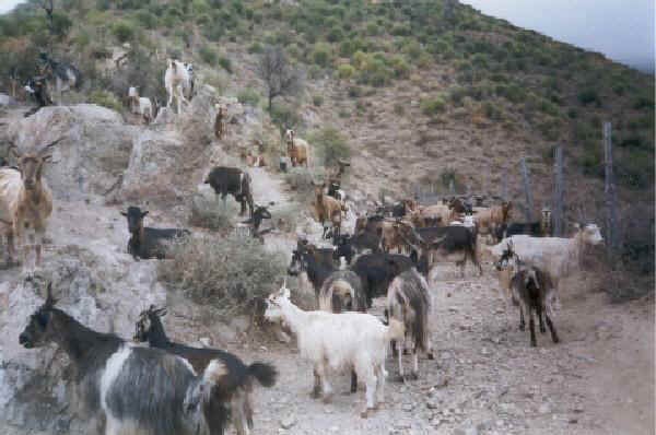 Capra dell'Aspromonte