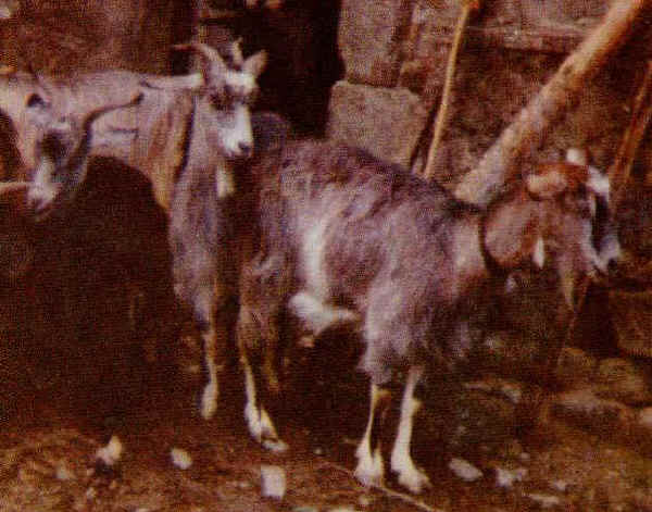 Goat of Teramo