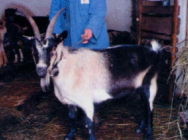 Goat of Passiria