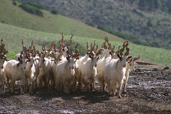 Goats Girgentana