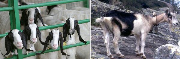 Italian breeds of goats