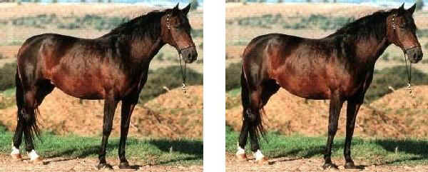 Anglo-Arab Sardinian horse