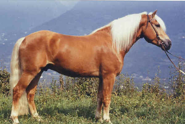 Haflinger horse old type