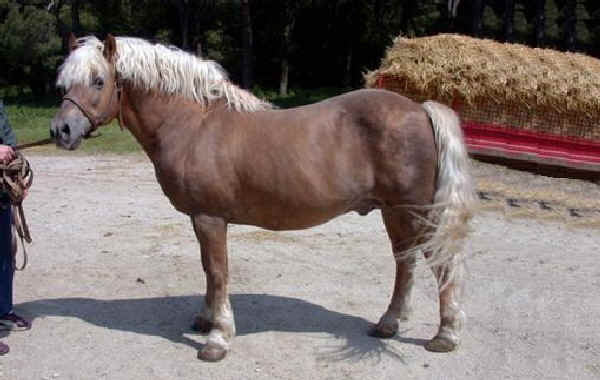 Haflinger horse old type