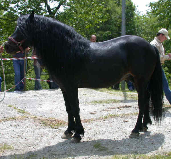 Male of Bardigiano