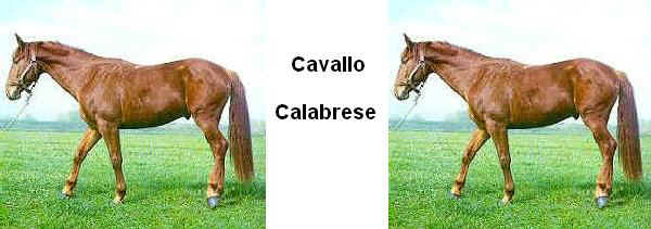 Calabrese Horse