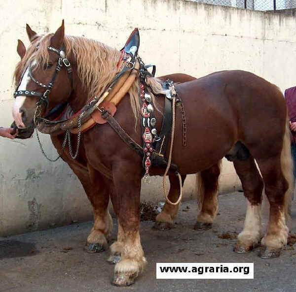 Italian TPR Agricultural Horse