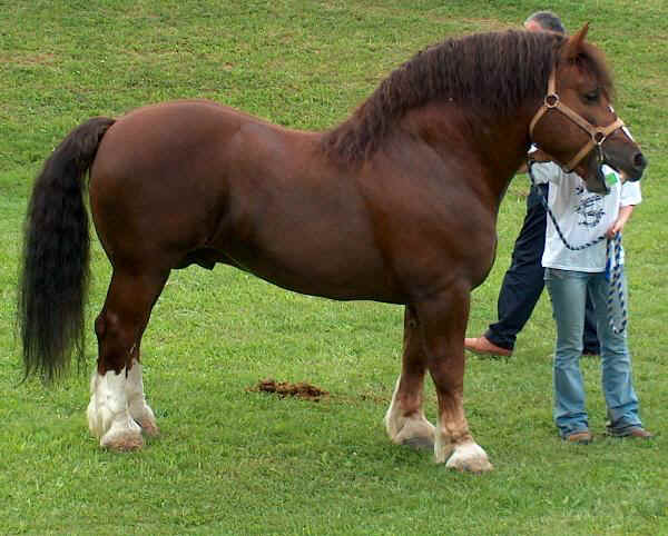 Italian TPR Agricultural Horse