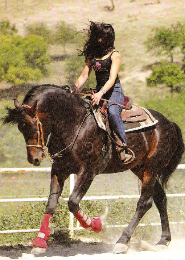 Catria Horse