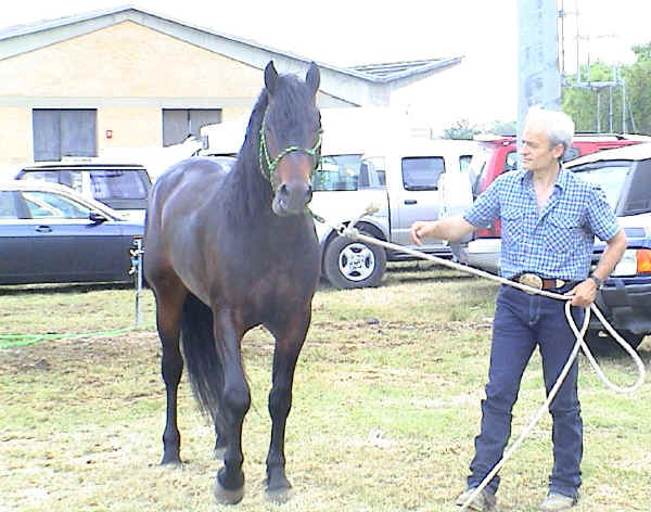 Catria Horse 