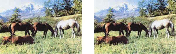 Ventasso horses 