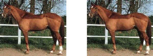 Italian Saddle Horse