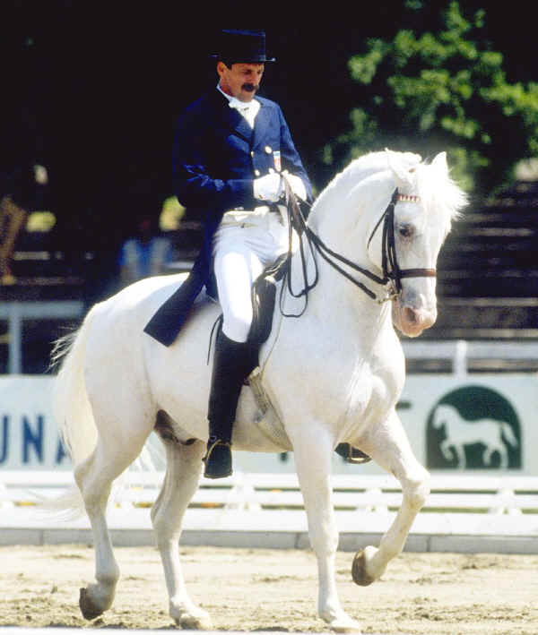 Lipica Horse