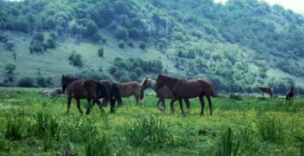 Pentro horses (photo APA