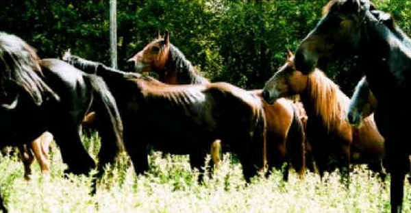 Pentro horses