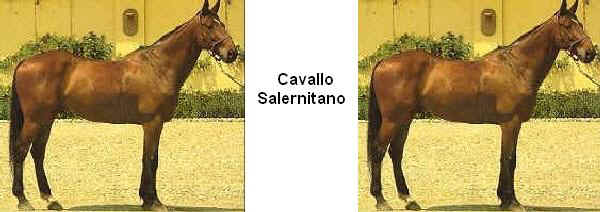 The Salernitano 