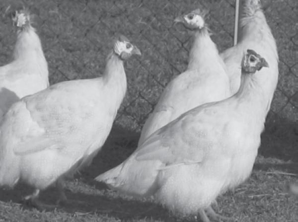 Camosciata guinea fowl