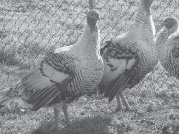 Ermellinato di Rovigo turkey